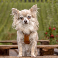 Harnais Curli Apple Leather brun – profil sur chien