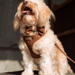 Chien portant harnais Cocopup brun fourré