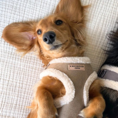 Chien portant harnais Cocopup beige