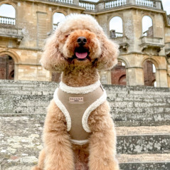 harnais-cocopup-beige-aviator-chien-fourrure