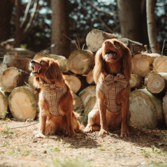 Chiens portant harnais Cocopup Prince de Galles