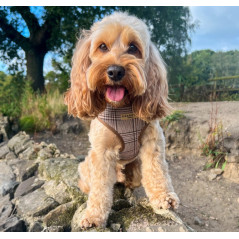 harnais marron cocopup prince de charles porte par chien