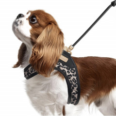 Chien King Charles portant Harnais Slings Thalia Milk&Pepper léopard