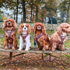 Groupe de chiens portant l'harnaisCocopup Léopard Matelassé