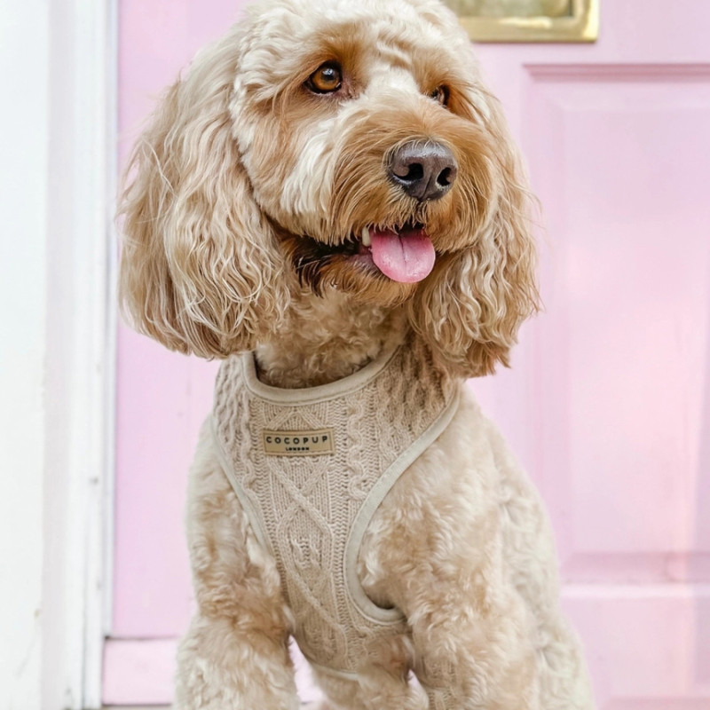 Chien portant Harnais Cocopup tricot Toffee Pup Latte Chien portant Harnais Cocopup tricot Toffee Pup Latte