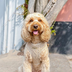 Cavapoo portant Harnais Cocopup tricot Toffee Pup Latte
