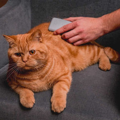Chat en cours de toilettage avec une brosse démêlante spéciale chats hard à effet massage