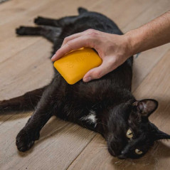 Chat en cours de toilettage avec une brosse démêlante spéciale chats à effet massage