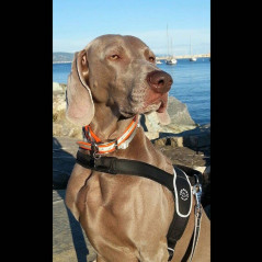 Harnais Tre Ponti Primo Reflective noir porté par un chien au bord de l'eau