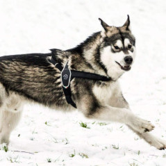 Harnais Tre Ponti Primo Reflective noir porté par un husky en mouvement